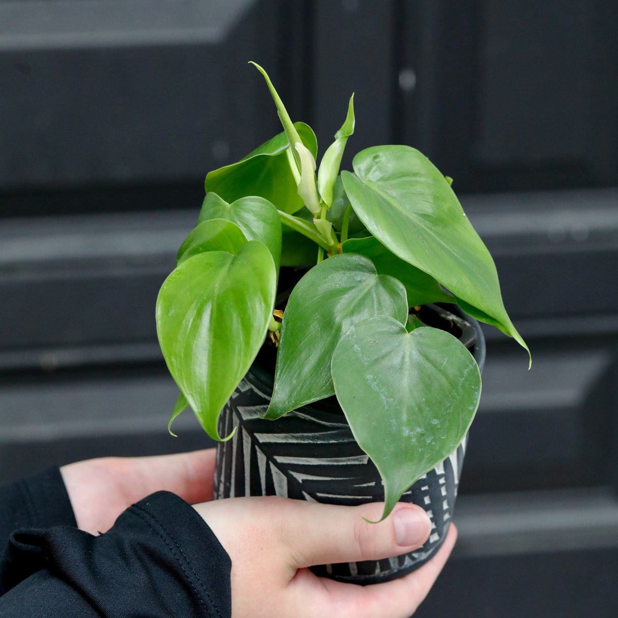 Philodendron cordatum “Heartleaf” in a 2" Nursery Pot- Live House Plant- Air Purifying Indoor Plant - Trailing Plant - Heart Philodendron