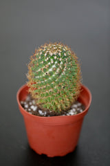 Pin Cushion Cactus In 3" Nursery Pot - Spiny Pincushion Cactus - Indoor Succulents Plants - Echinocactus Grusonii cactus - live Small Cactus Plants