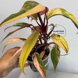 bright pink plant
rare collector plant
Variegated Plant
Gift Houseplant