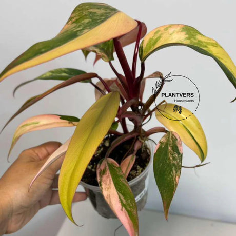 bright pink plant
rare collector plant
Variegated Plant
Gift Houseplant