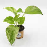 Marble Snow Queen Pothos in a 2" Nursery Pot