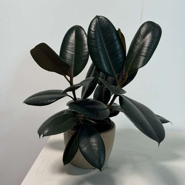 Rubber Tree in 6" Grow Pot - Burgundy Ficus Elastica - Live Indoor Rubber Plant for Home & Office Decor - Low Light Starter Plant for Gift