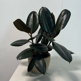 Rubber Tree in 6" Grow Pot - Burgundy Ficus Elastica - Live Indoor Rubber Plant for Home & Office Decor - Low Light Starter Plant for Gift