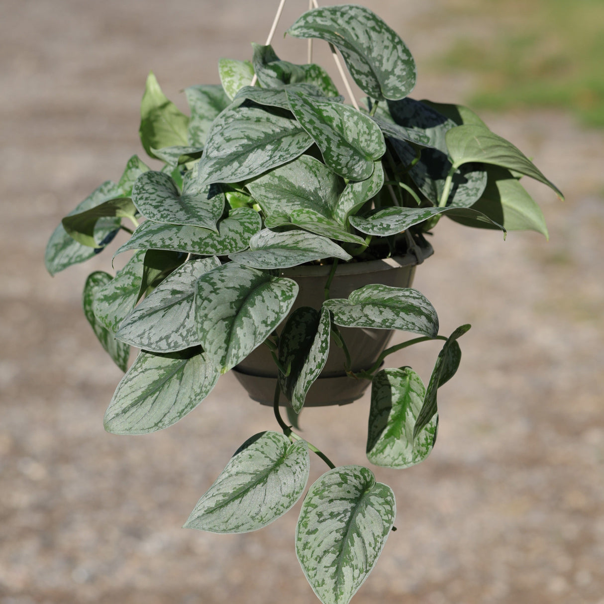 Silver Satin Pothos in a 8" Nursery - Scindapsus Pictus