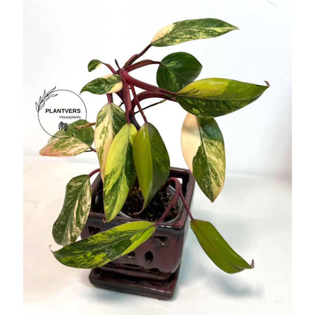 Rare Philodendron
pink indoor plant
Rooted Plant
