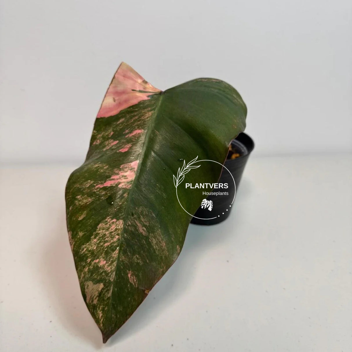 Tropical Houseplant
Strawberry Shake
Gift Houseplant
