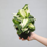 Dieffenbachia Cool Beauty in 5" Nursery Pot