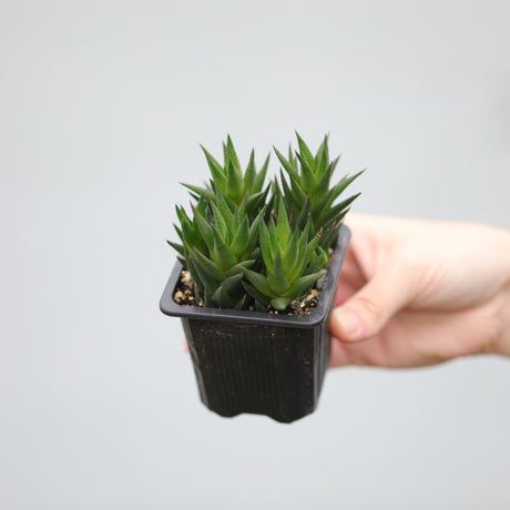 Haworthiopsis Marumiana in a 3" Nursery Pot