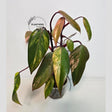 pink philodendron
very rare plants
Rare Philodendron
