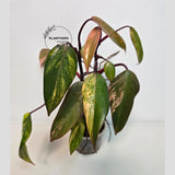 pink philodendron
very rare plants
Rare Philodendron
