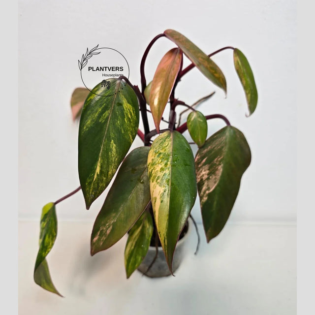 pink philodendron
very rare plants
Rare Philodendron

