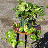 Golden Pothos in a 8" Hanging Basket - Epipremnum Aureum