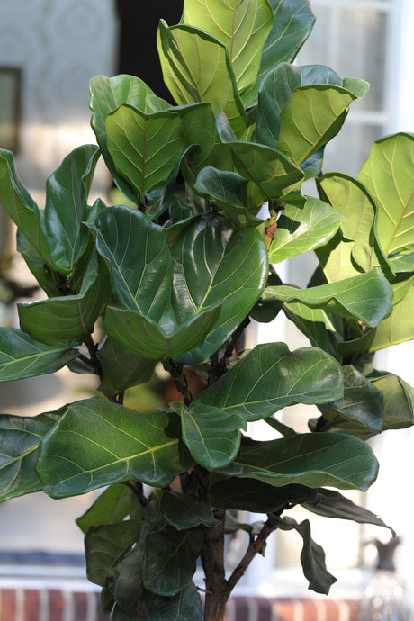 Fiddle Fig Tree Live Houseplant