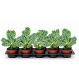 4”  Calathea Burle Marx  (Wholesale Indoor Plant Case of 10 Pots)