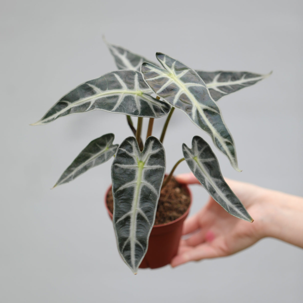 Alocasia Bambino Arrow in a 4" Nursery Pot