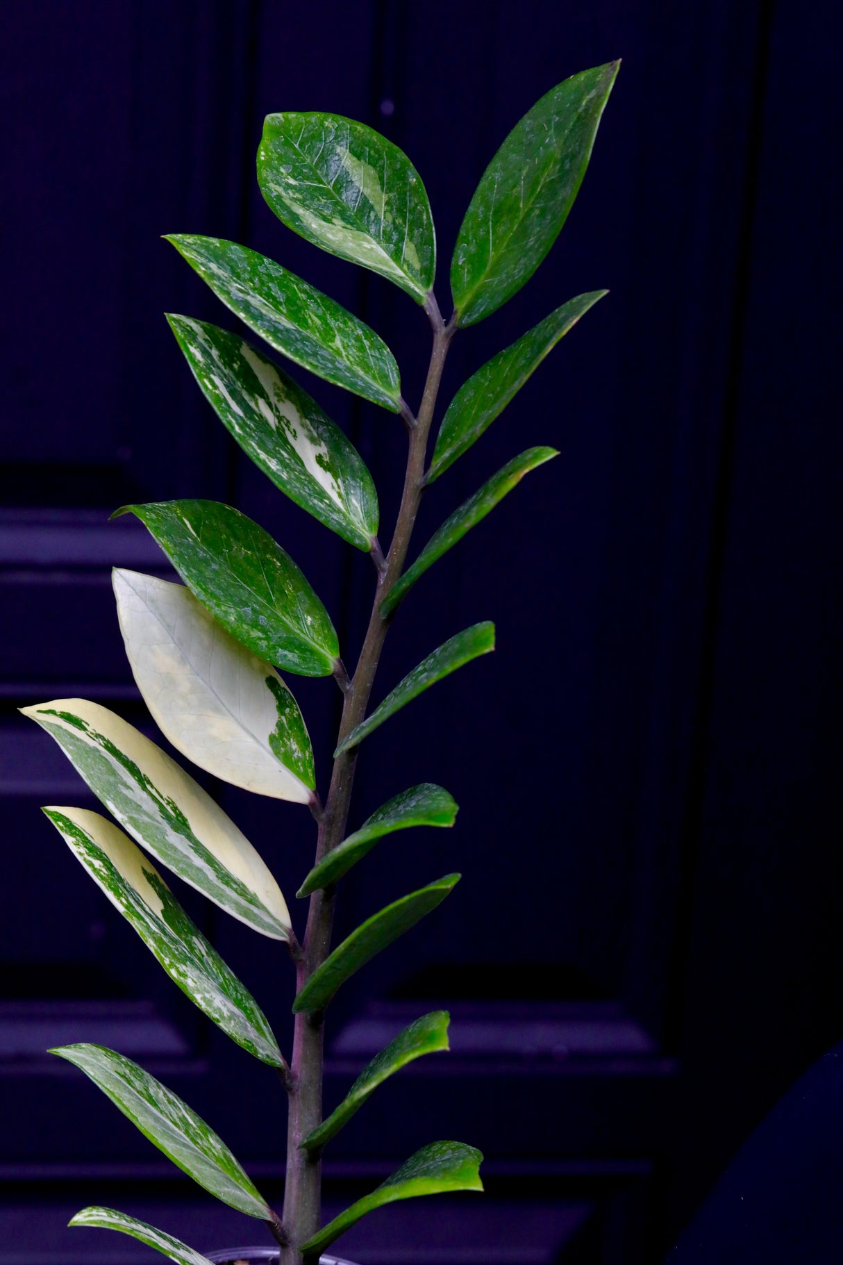 Rare Zamioculcas Zamiifolia 'Gold Variegata' in Nursery Pot