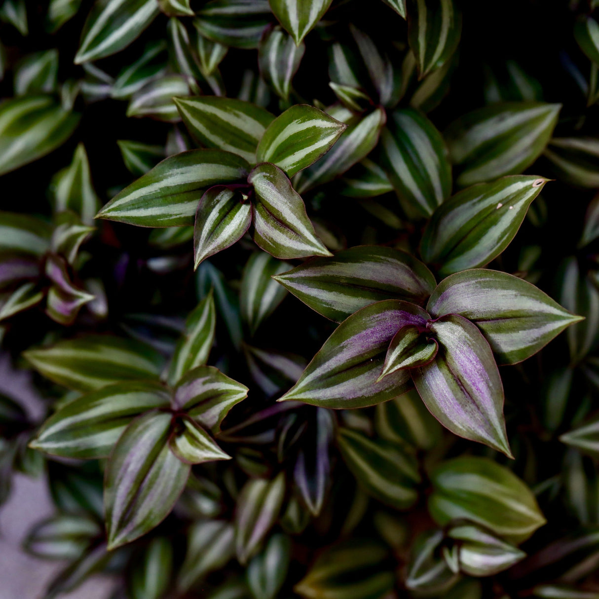 Silver Wandering Jew Plant