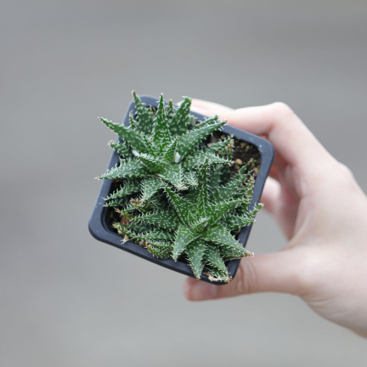 Aloe Pepe in a 3" Nursery Pot -Succulent Plant