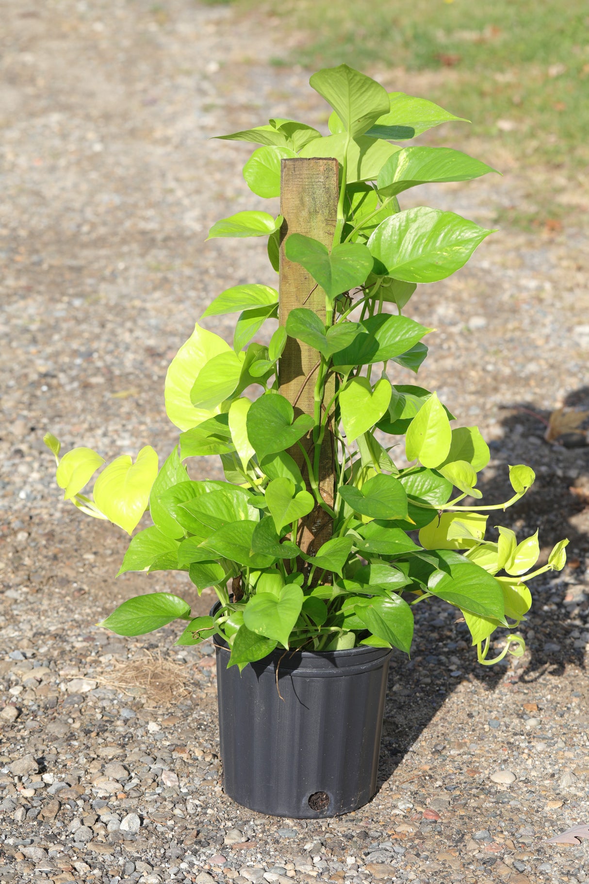 Golden Pothos & Neon Pothos Mix Totem in 10 “ Pot