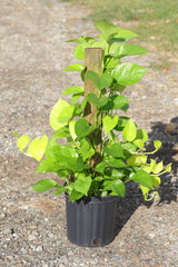 Golden Pothos & Neon Pothos Mix Totem in 10 “ Pot