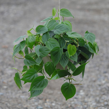 Heartleaf Philodendron in a 8" Hanging Basket - Philodendron Cordatum