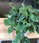 Silver Pothos Cuttings - RARE Silver Satin or Silvery Anne