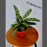 Live Calathea Lancifolia in a Nursery Pot - Air purifier Indoor plant - Low Light Houseplant