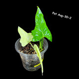 Philodendron Golden Dragon - Golden Dragon Variegated Potted Plant