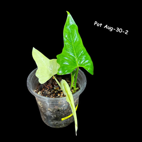 Philodendron Golden Dragon - Golden Dragon Variegated Potted Plant