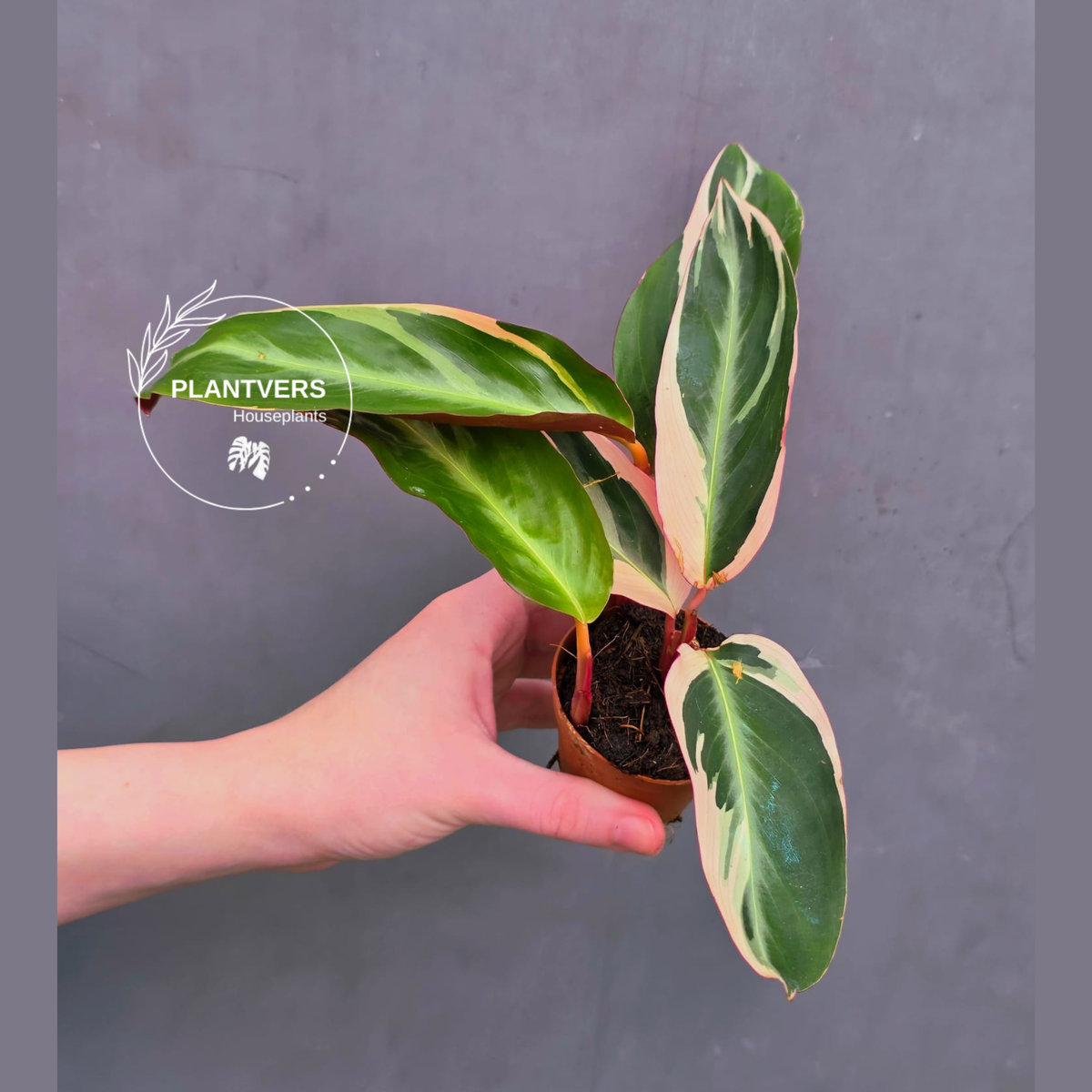 Stromanthe Triostar Live | Rare Tricolor Stromanthe Sanguinea Plant ...
