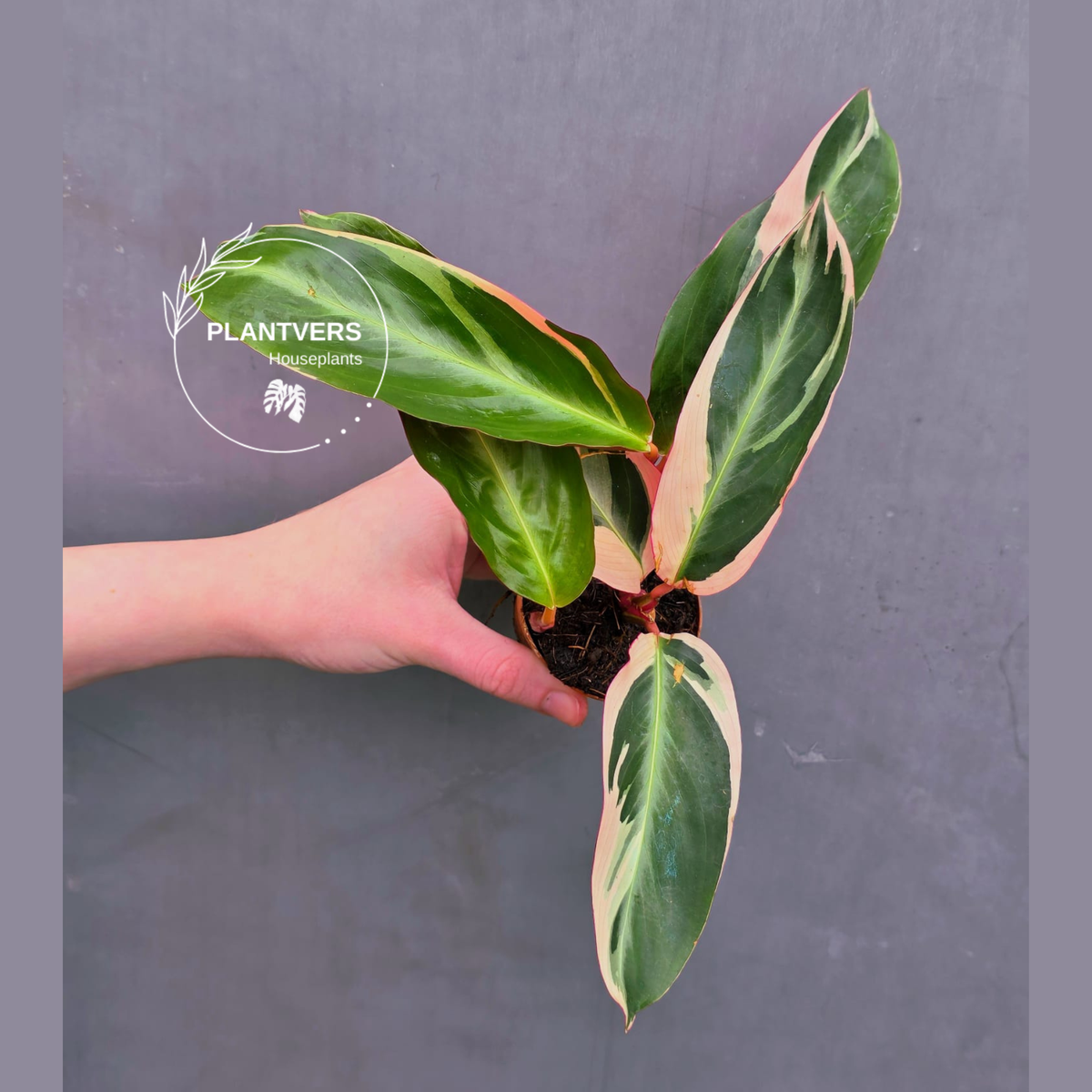 Stromanthe Triostar Live | Rare Tricolor Stromanthe Sanguinea Plant ...