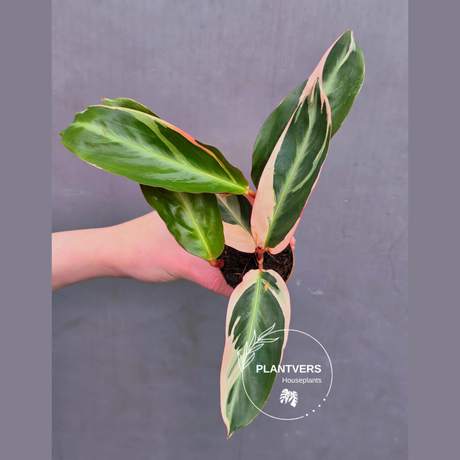 Stromanthe Triostar Live | Rare Tricolor Stromanthe Sanguinea Plant | Tropical Indoor Houseplant Decor in 2" Pot