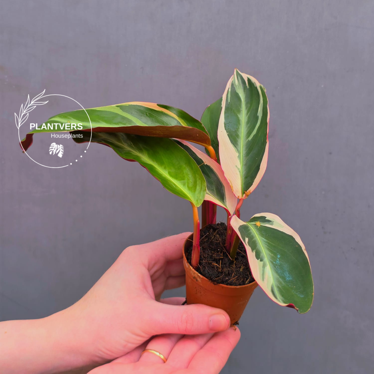 Stromanthe Triostar Live | Rare Tricolor Stromanthe Sanguinea Plant ...