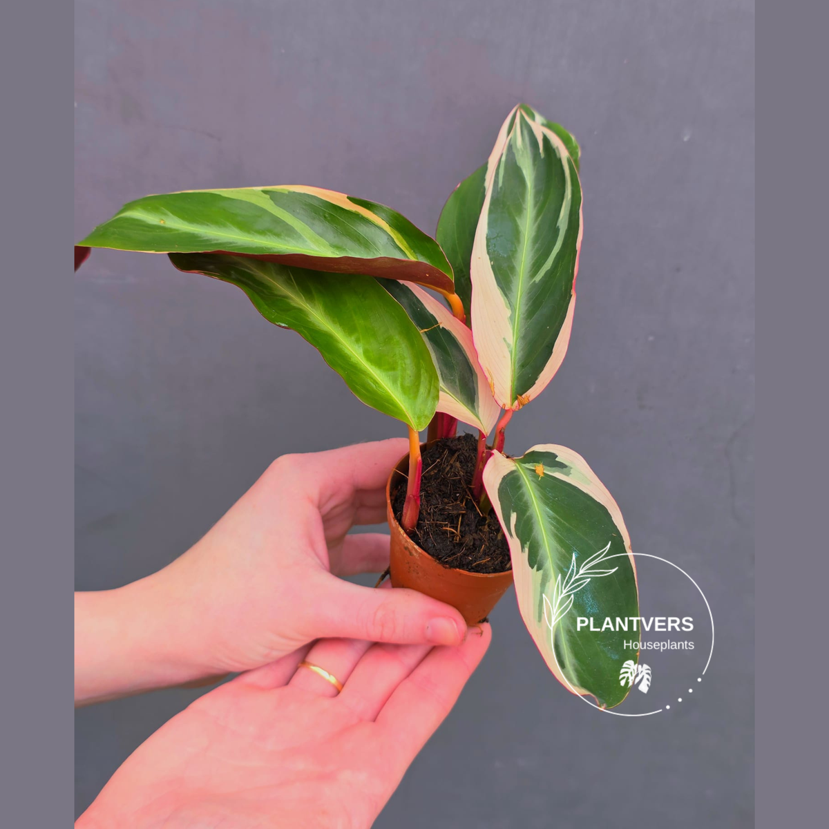 Stromanthe Triostar Live | Rare Tricolor Stromanthe Sanguinea Plant ...