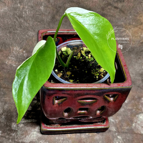 White Monstera Albo Baby Leaf Plant