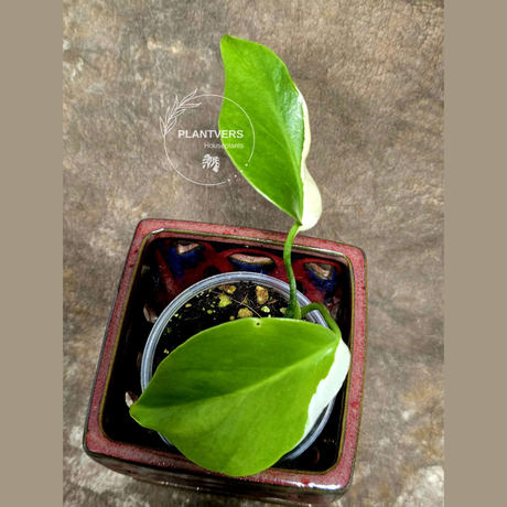 rare houseplants for sale