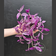 Tradescantia Pink Paradise 