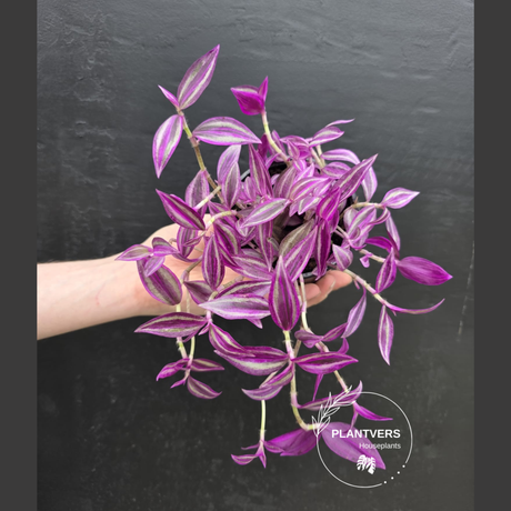 Tradescantia Pink Paradise 