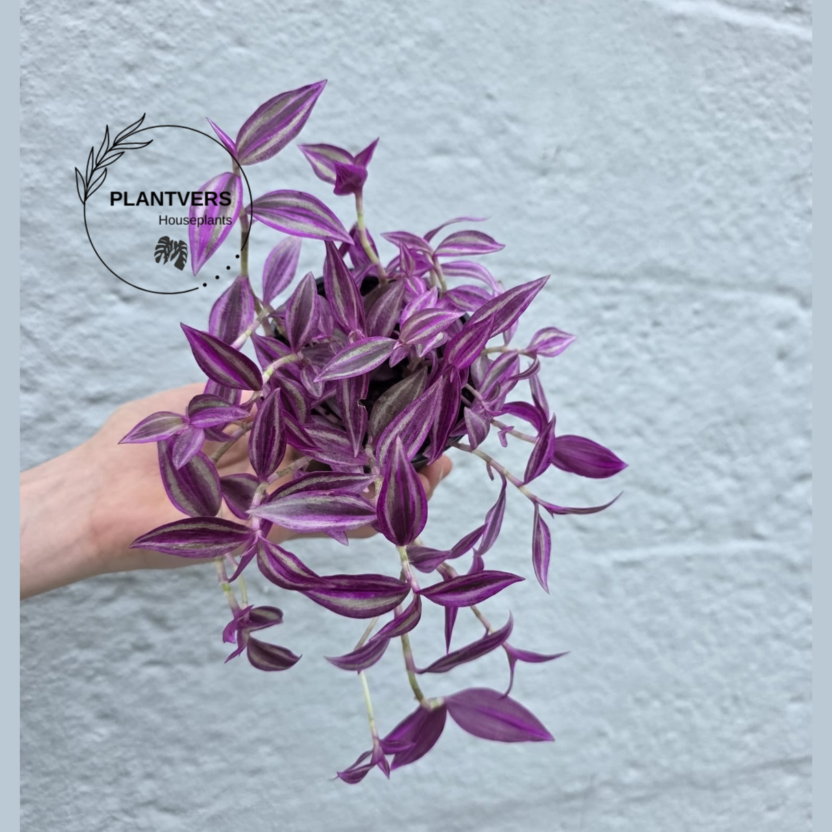 Rare Pink Houseplant 