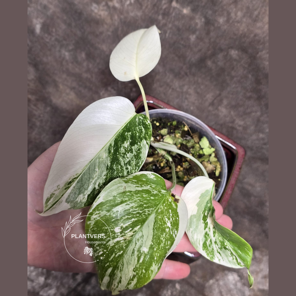 rare houseplants for sale