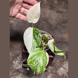 Variegated Monstera Albo EXACT Plant - Rare White Albo Baby Leaf Plant - US Seller