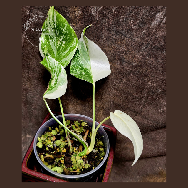 White Monstera Albo Baby Leaf Plant