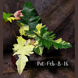 Variegated Philodendron Florida Beauty x Mayoi Exact Plant - Super RARE Live Plants - Stunning Hybrid Aroid with Marbled Foliage - US Seller