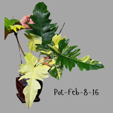 Variegated Philodendron Florida Beauty x Mayoi Exact Plant - Super RARE Live Plants - Stunning Hybrid Aroid with Marbled Foliage - US Seller