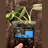 Variegated Monstera Albo EXACT Plant - Rare White Albo Baby Leaf Plant - US Seller