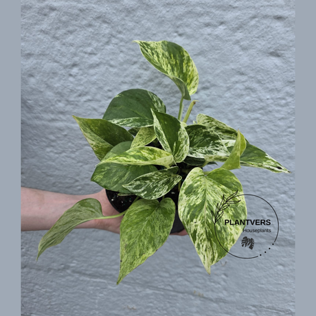 Marble Queen Pothos