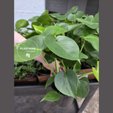  Easy Care Plant