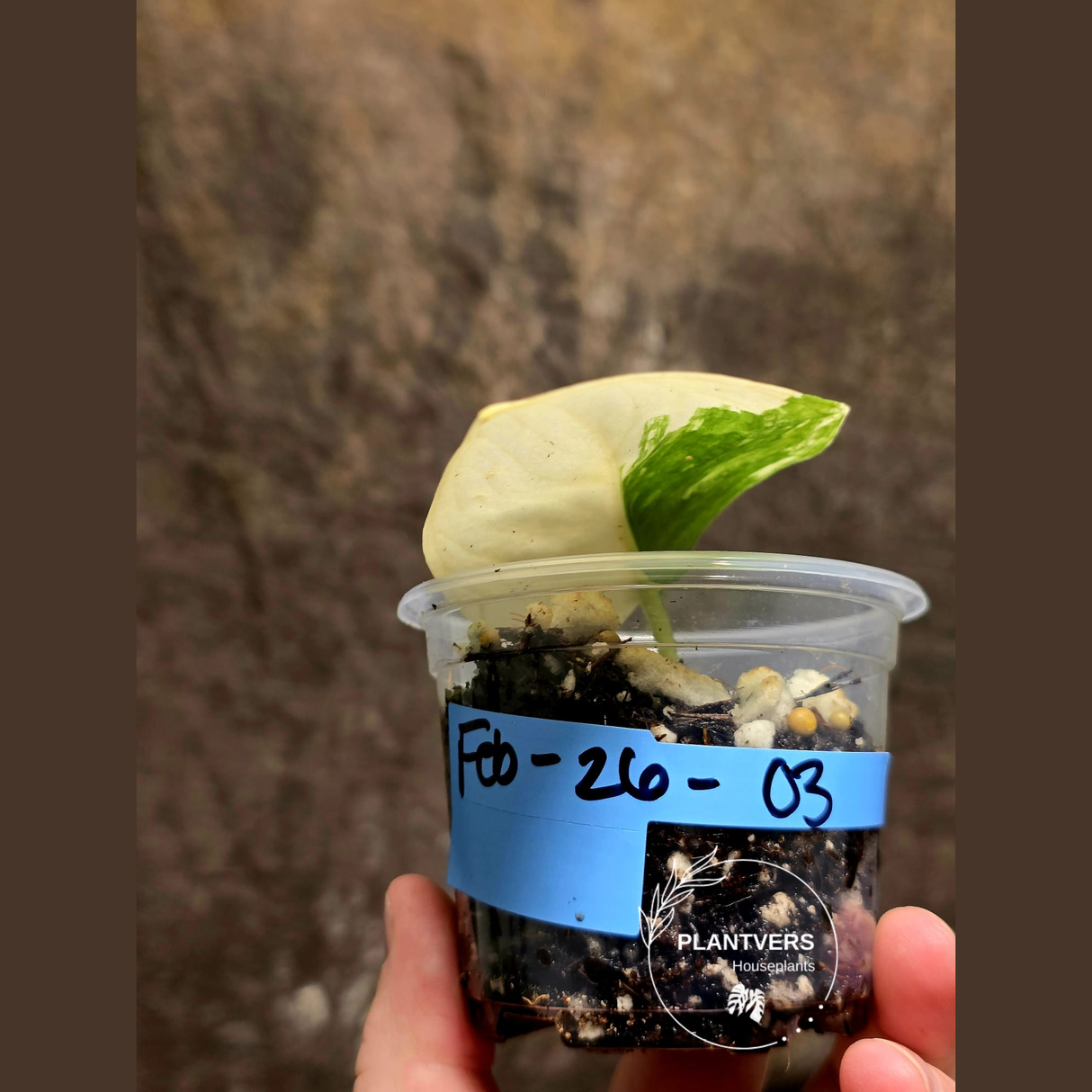 Scindapsus Jade Satin Variegated Plant - Rare Tropical - EXACT Plant - US Seller