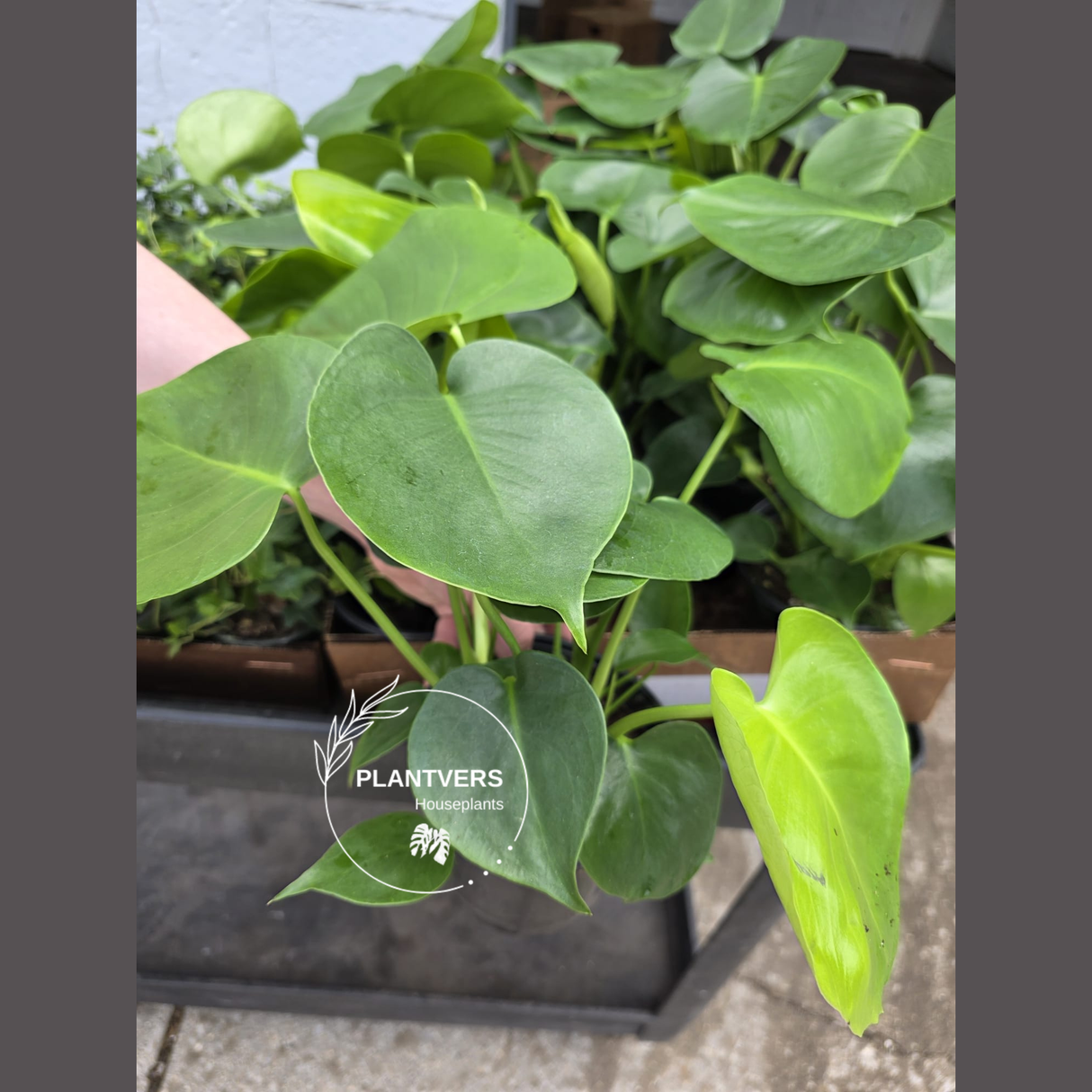 Monstera Deliciosa 
