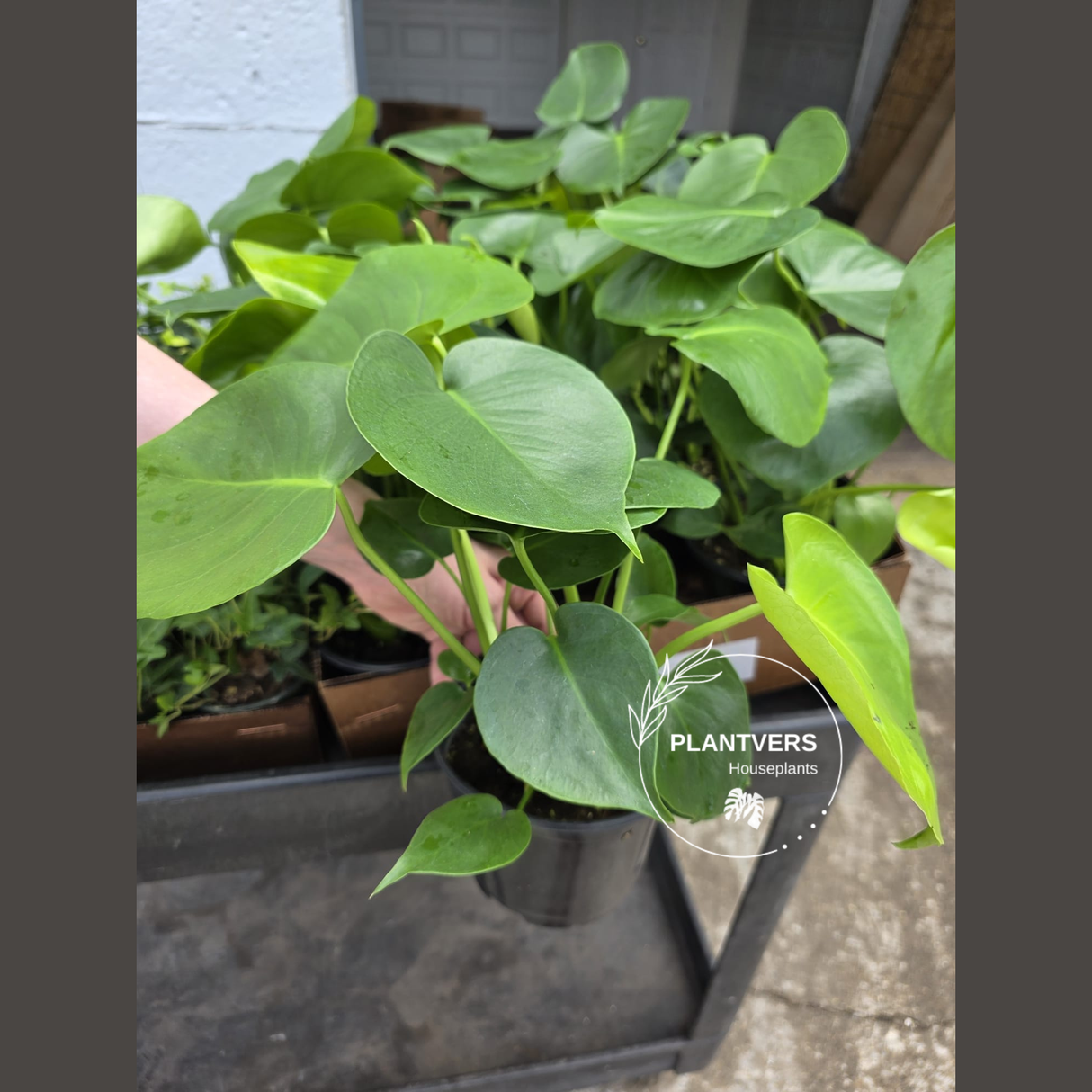 Swiss Cheese Plant 